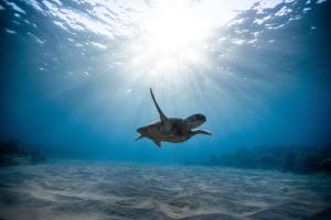 Turtle swimming under clear blue water with and underneath