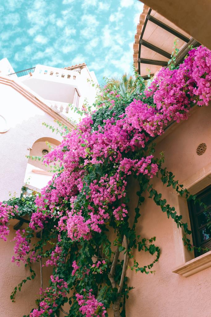 Facade of residential house decorated with blooming Bougainvillea spectabilis plants